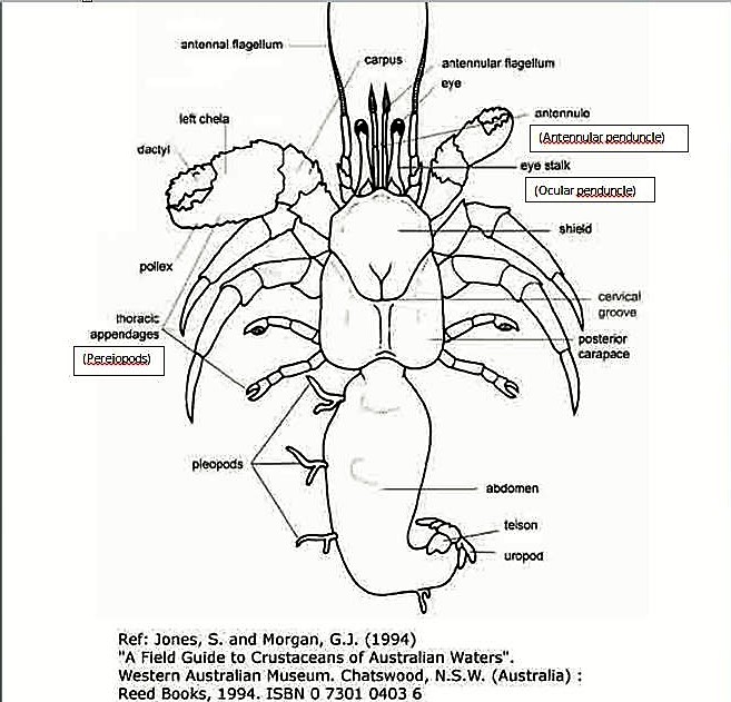 figure image